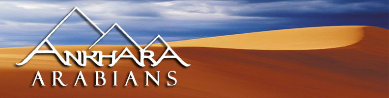 Ankhara Arabians